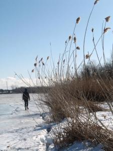Wisconsin winter grasses - Thandiwe Dale-Ferguson