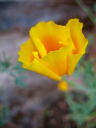 yellow flower, Nepal -- by Thandiwe Dale-Ferguson